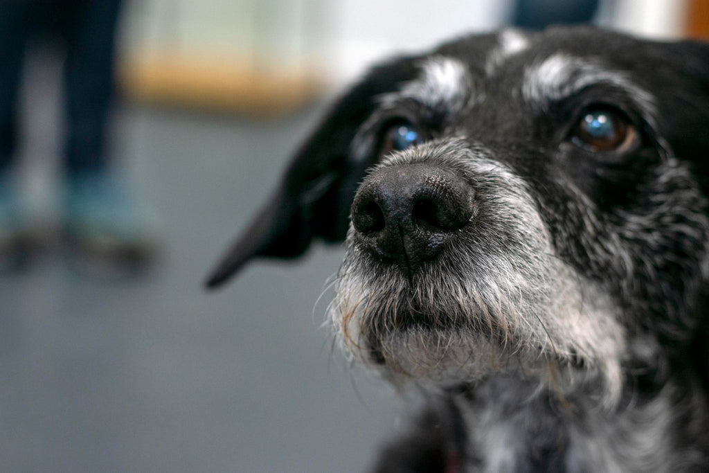 5 tips for caring for a senior dogs