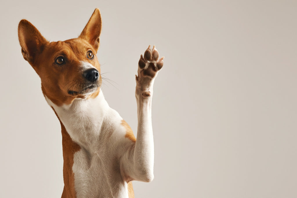 7 Reasons Why Dogs Lick Their Paws