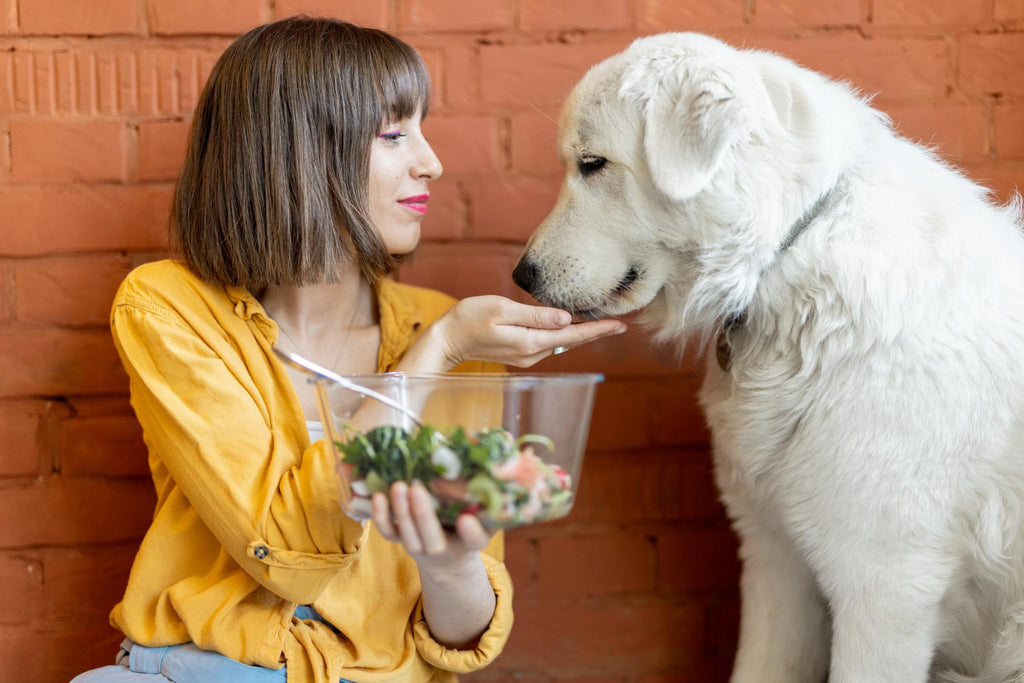 4 tips to put your dog on a diet