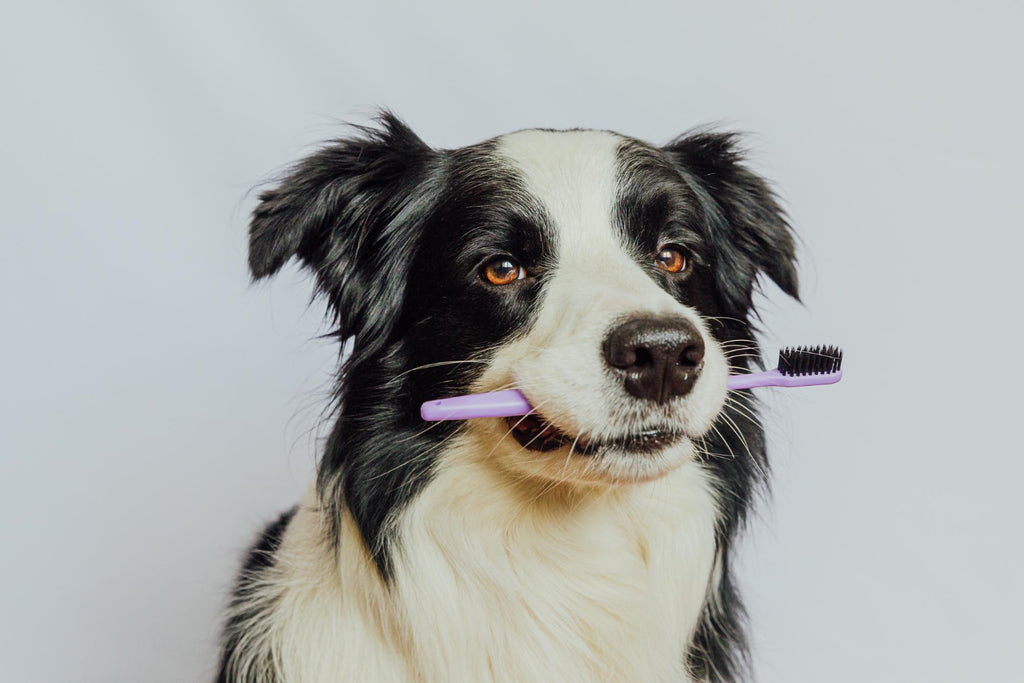 5 easy ways to keep your dog's teeth clean