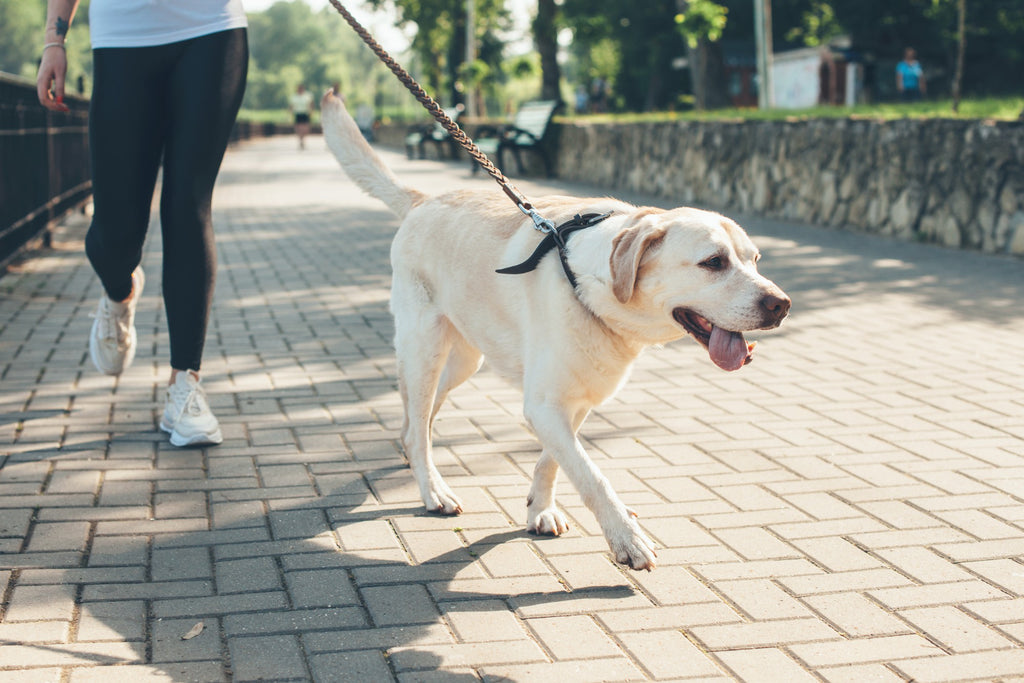 Here are 5 Tips for Mastering the Dog Walk